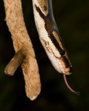 Carpet Python